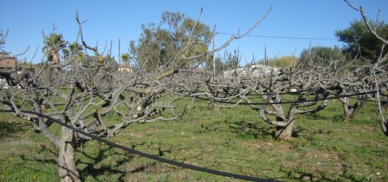 Terrain à bâtir à , Var